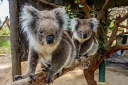 Cleland Wildlife Park Tour fra Adelaide inkludert Mount Lofty Summit