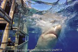 5-Day Great White Shark Dive Adventure