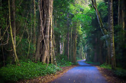 Lamington National Park Tour di 2 giorni O'Reilly