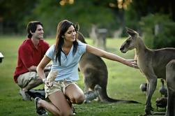 Best of Brisbane Full-Day Sightseeing Tour