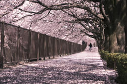 Visita de la flor de cerezo y Tour de la Torre de Tokio