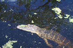 Private Swamp Tour in New Orleans