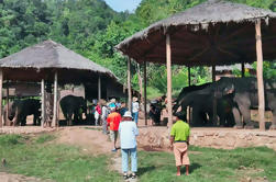 Visita de un día completo al santuario de elefantes de Kalaw en Myanmar