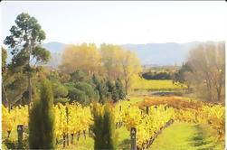 Tour Privado: Vino de Invierno de Marlborough y Tour Escénico de Blenheim