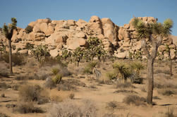 Parque Nacional Joshua Tree SUV o Van Tour