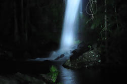 Parc national du mont Tamborine 4x4 Excursion nocturne en forêt tropicale et ver de lueur