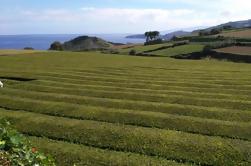 Azores - Walking and Guied Tour in Tea Plantation