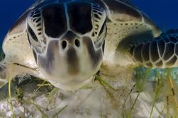 Turtle Snorkeling avventura nella Riviera Maya