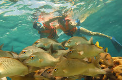 Aventura Snorkeling en Puerto Morelos