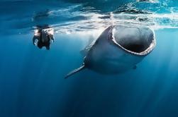 Tour de snorkel de tiburón ballena desde Cancún / Riviera Maya