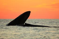 Crucero al atardecer en Los Cabos