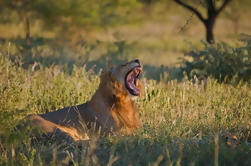 Excursão de 4 dias ao Kruger Park de Joanesburgo