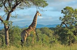 Hluhluwe Game Reserve Safari