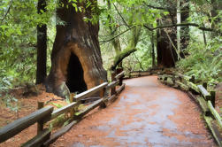 Saiba mais Muir Woods Restaurantes