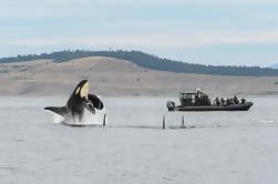 Zomer Whale Watching op Vancouver Island