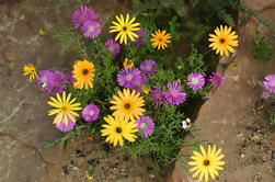 Tour guiado de flores silvestres de 3 días desde Ciudad del Cabo