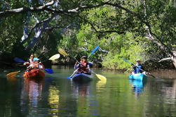 Brunswick Heads Kayak Eco-Tour y Stand-Up Paddleboarding