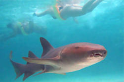 Marinarium Shark en Ray Experience