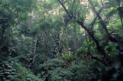 Jardin botanique de Rio de Janeiro et Eco-Tour de la forêt tropicale de Tijuca