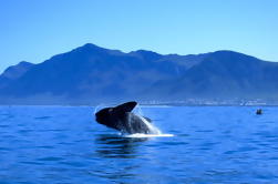 Whale Watching Private Day Tour nach Hermanus aus Kapstadt