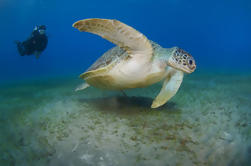 Buceo introductorio en el sur de Gran Canaria