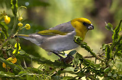 Pájaros en peligro de extinción de Hawaii