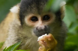 Cruzeiro Turístico do Lago Gatun e da Ilha dos Macacos da Cidade do Panamá