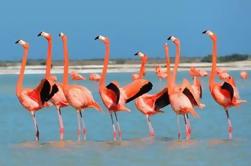 Private Tour: Flamingos, Templos Maias, Rio Lagartos