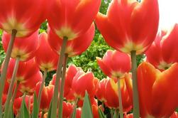 Private Tour: Full Day a Keukenhof Gardens da Amsterdam