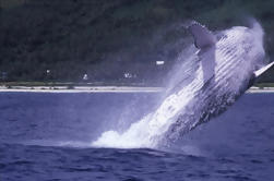 Crucero de observación de ballenas en Tahití