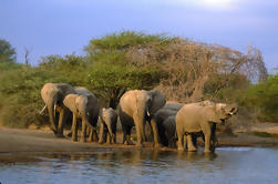 Excursão de 4 dias ao Safari de Vida Selvagem do Parque Nacional Kruger de Joanesburgo