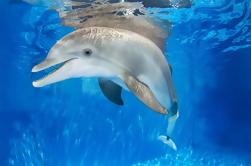 Clearwater Marine Aquarium dagje uit Orlando