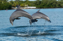 Clearwater Beach dagje uit met Dolphin Cruise