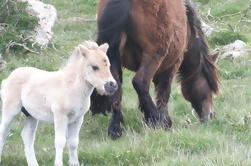 Excursión guiada de un día por Dartmoor desde Cornualles