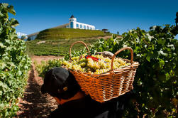 Wine Tour: Valle de Casablanca desde Santiago