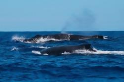 Avistamiento de Ballenas en Praia do Forte desde Abrantes