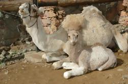 Arteara Camel Park Entrada con Traslados