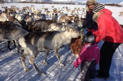 Alimentación de reno, Lanzamiento de lazo y Tour de cultura Sami incluido almuerzo de Tromso