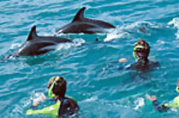 Kaikoura Nage avec Dolphins Tour de Christchurch