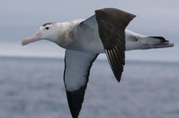 Tournée de rencontre de l'Albatros de Kaikoura à partir de Christchurch