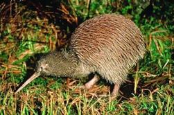 Akaroa Shore Exkursion: Banken Halbinsel, Christchurch City Tour und Willowbank Wildlife Reserve