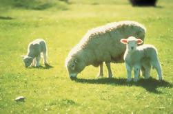 Akaroa Shore Exkursion: Banken Halbinsel, Christchurch Stadtrundfahrt und Schaf Farm Tour