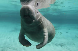 Manatee Tour más snorkel