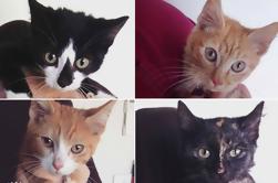 Catmosphere Cafe Sydney: Café com os Cadetes do Gatinho