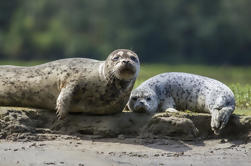 Snorkeling con focas en Nanaimo desde Vancouver