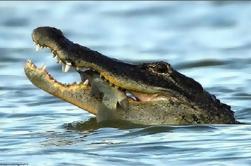 Everglades National Park Swamp Safari Private Airboat Tour