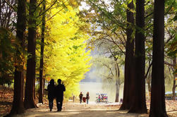 Excursión de un día a Nami Island y Petite France incluyendo almuerzo