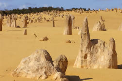 Pinnacles Desert, koala's en Sandboarding 4WD Day Tour van Perth