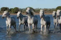 Excursão de meio dia para grupos pequenos de Arles e Camargue a partir de Avignon