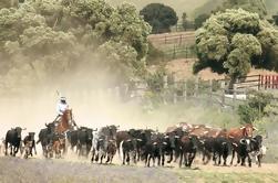 Andaluzia Cavalos Show e Visita a Medina Sidonia de Cádiz